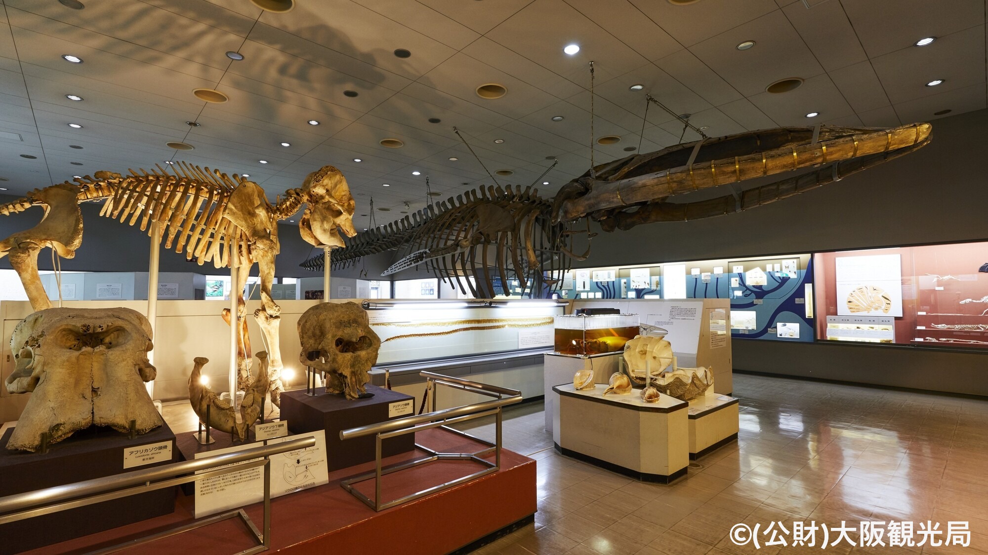 【周辺・観光】大阪市立長居植物園／ヤンマースタジアム長居