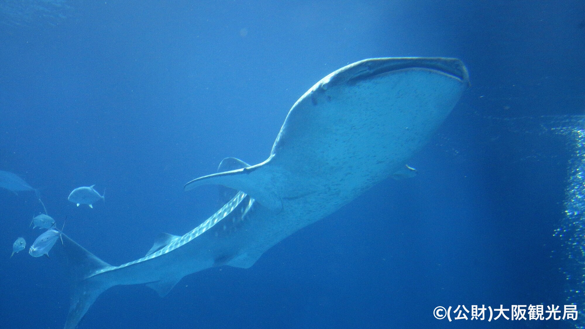 【周辺・観光】海遊館_