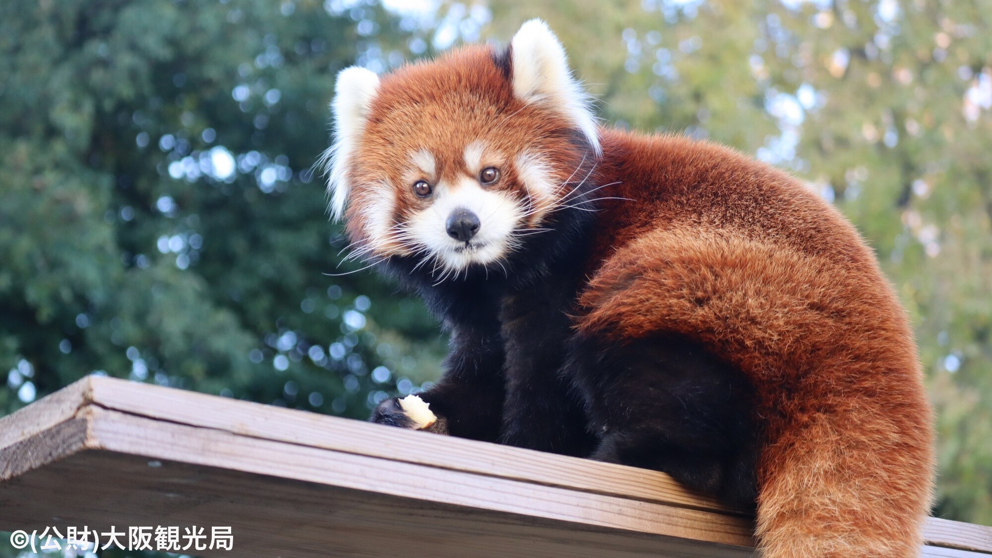 【周辺・観光】天王寺動物園