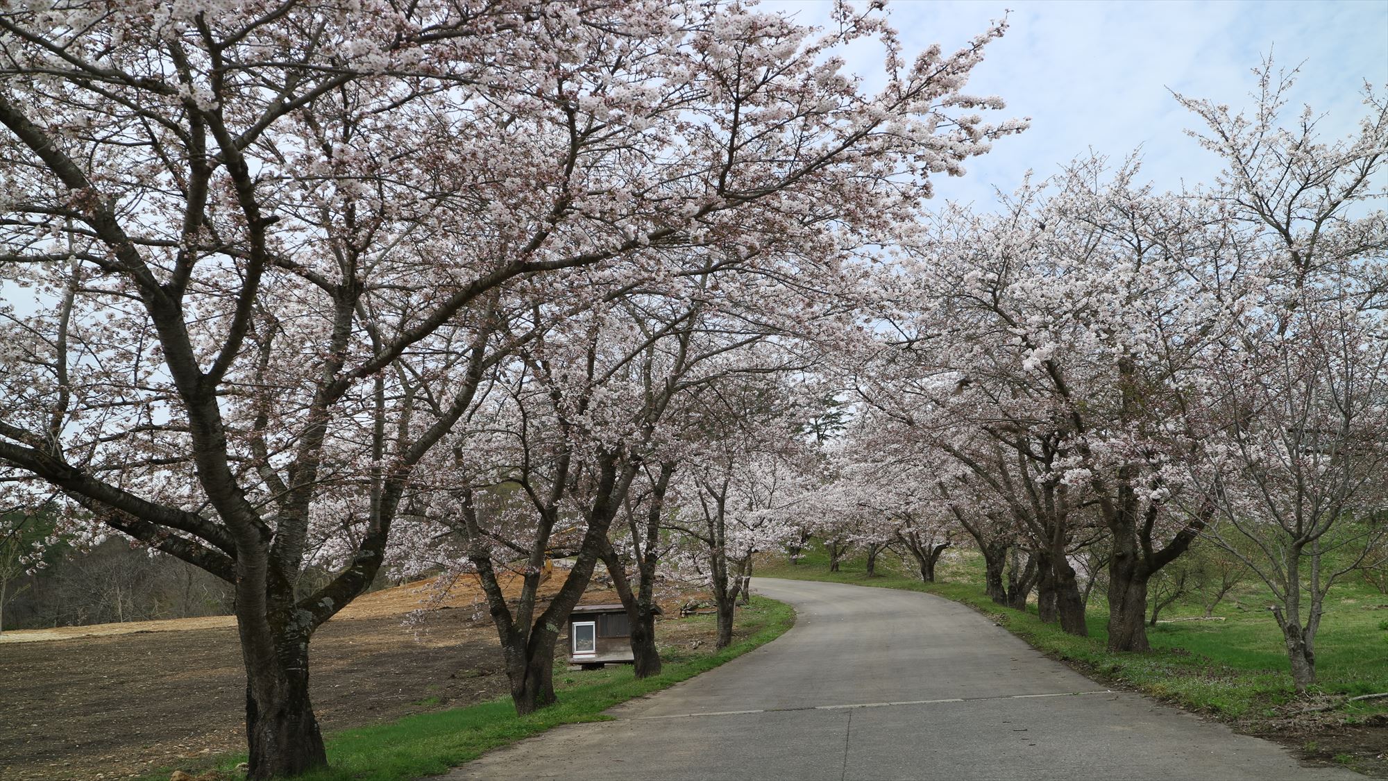 桜並木