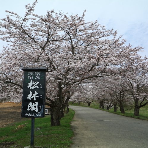 ４月下旬頃の松林閣への通り道　桜並木でお出迎えいたします