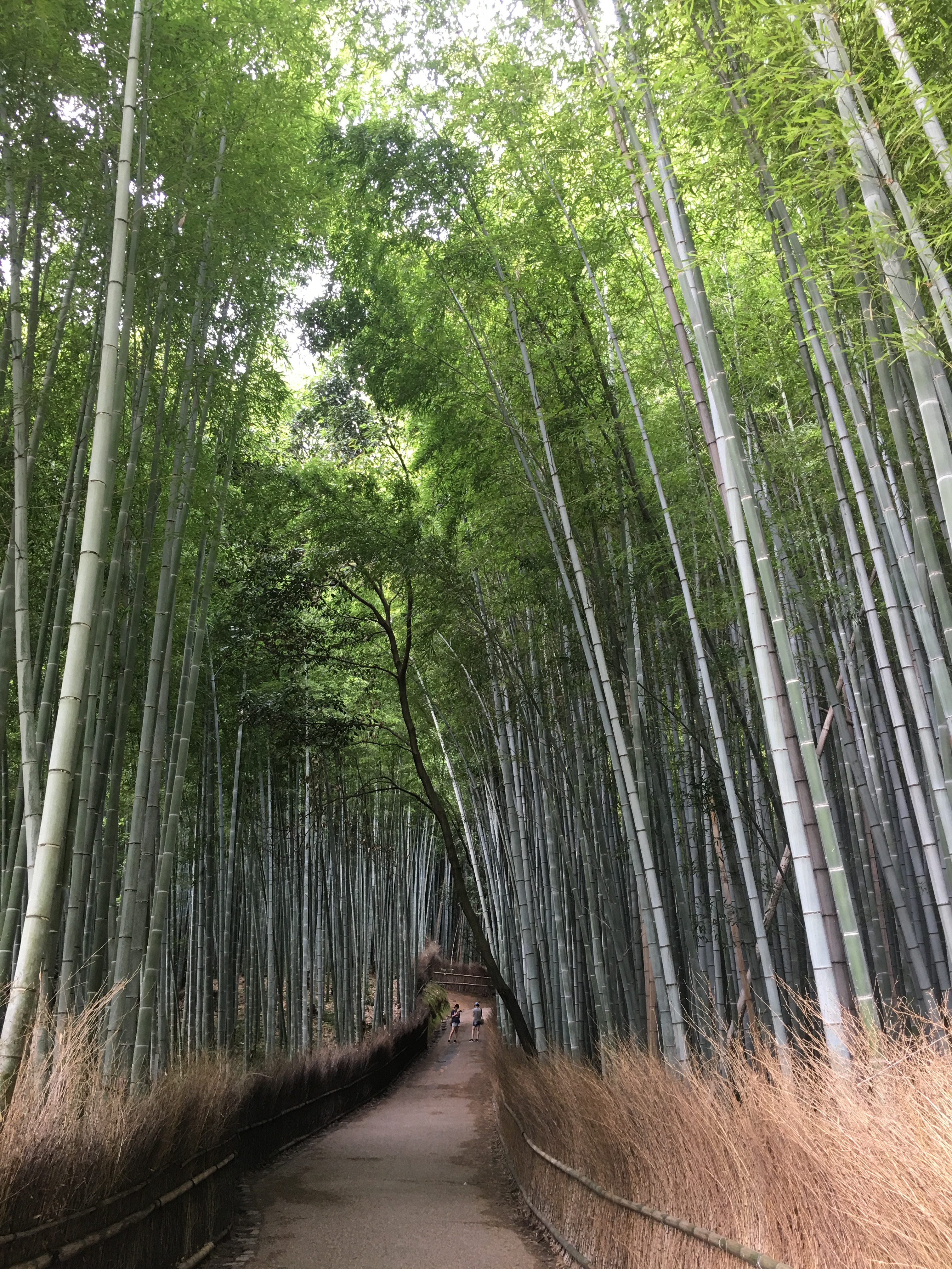 嵐山　竹林