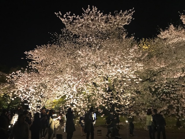 東寺桜