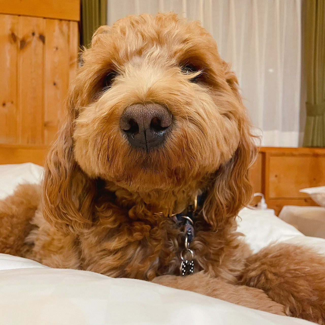 看板犬　トッポ