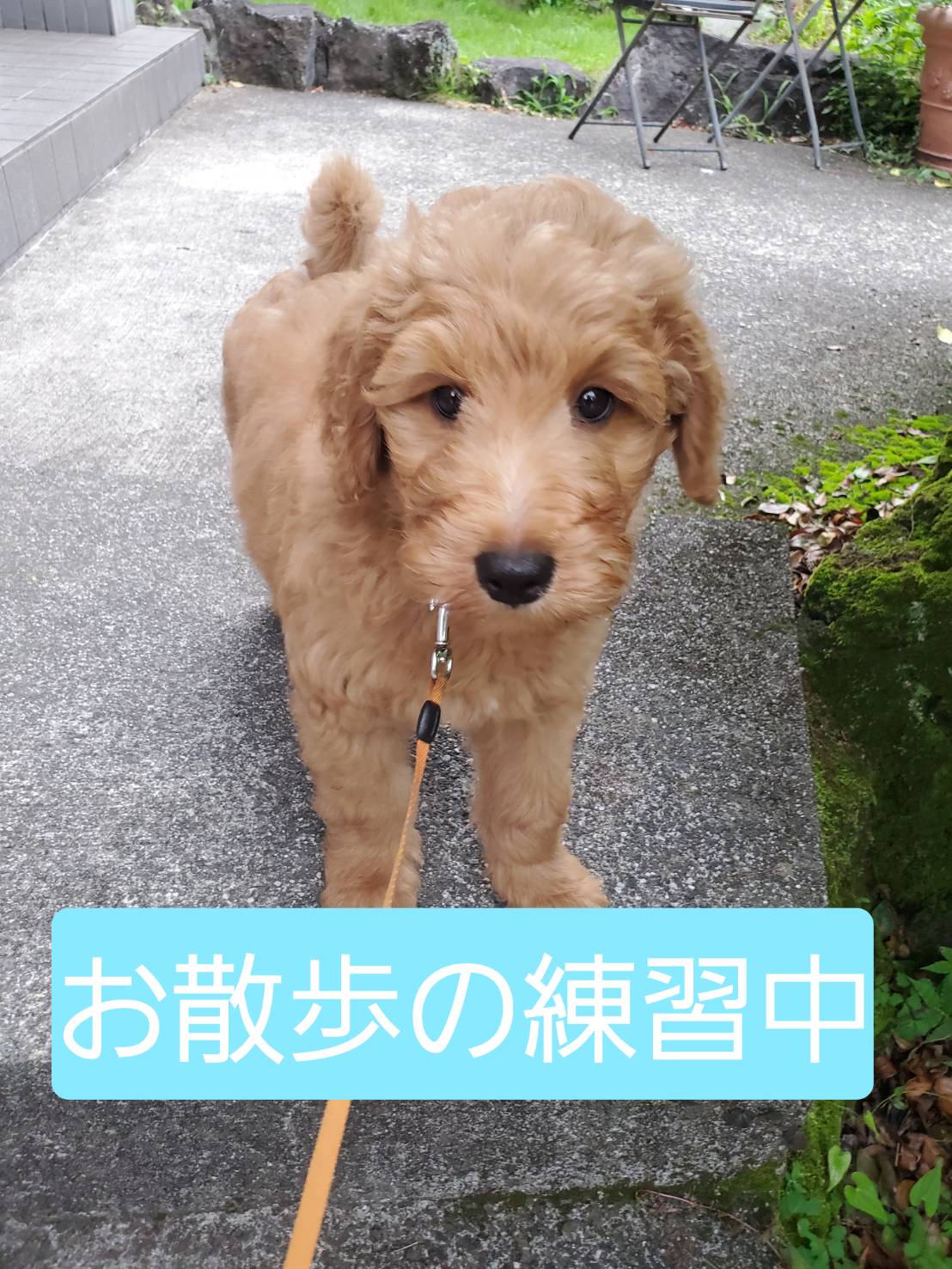 看板犬トッポ