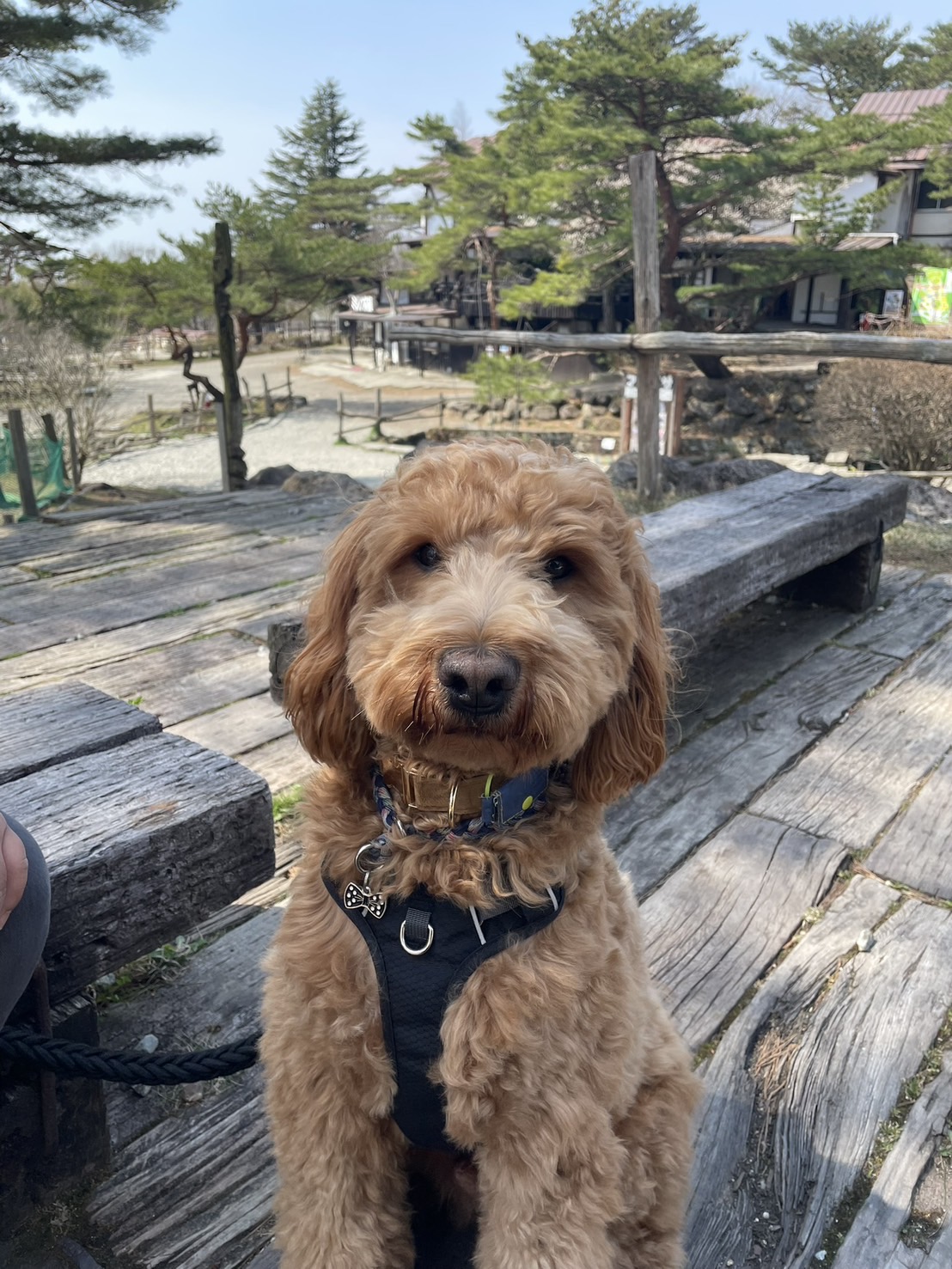 看板犬　トッポ