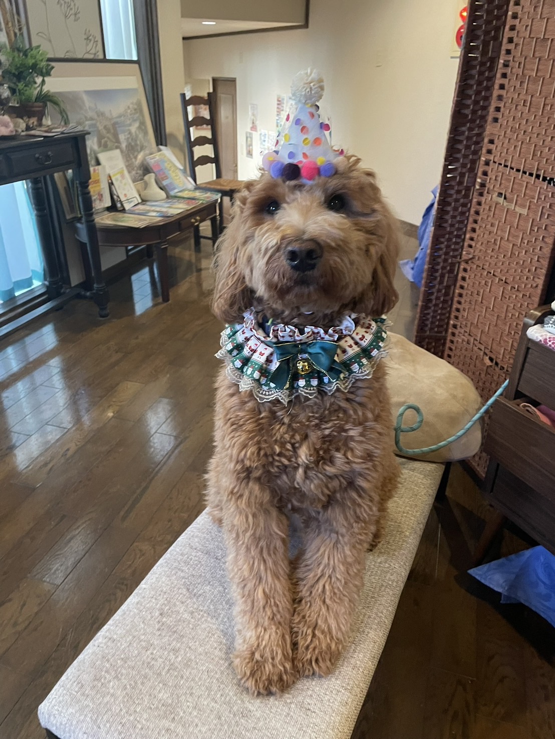 看板犬　トッポ