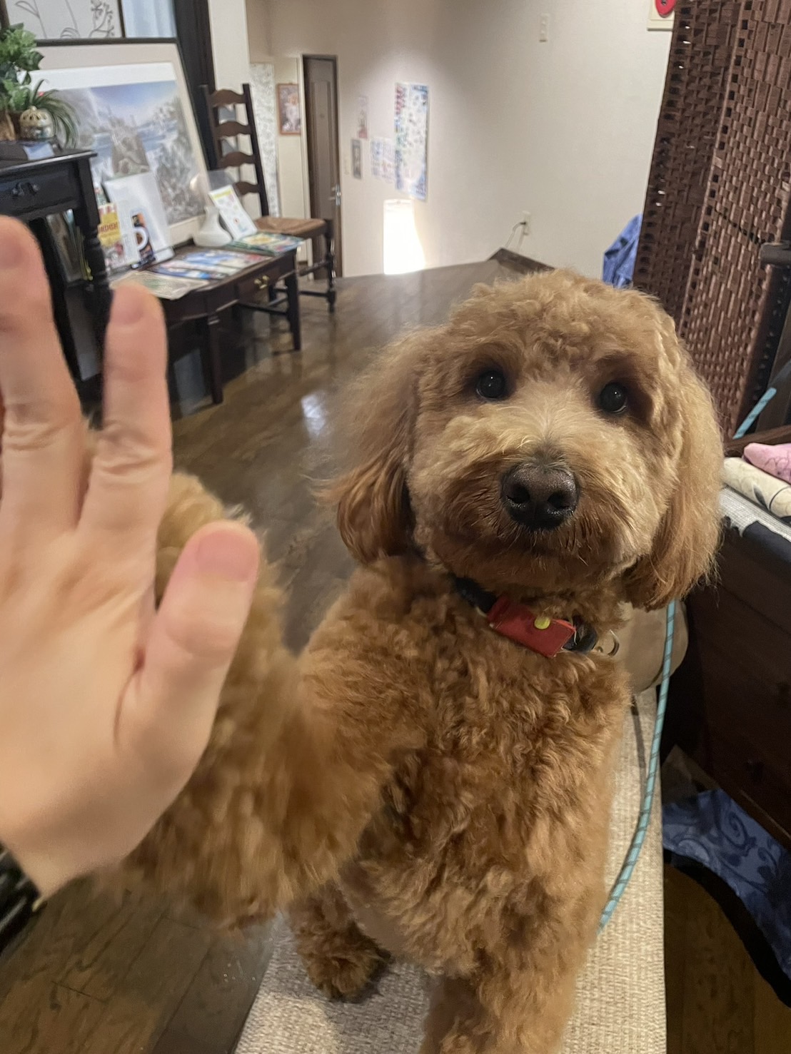 看板犬　トッポ