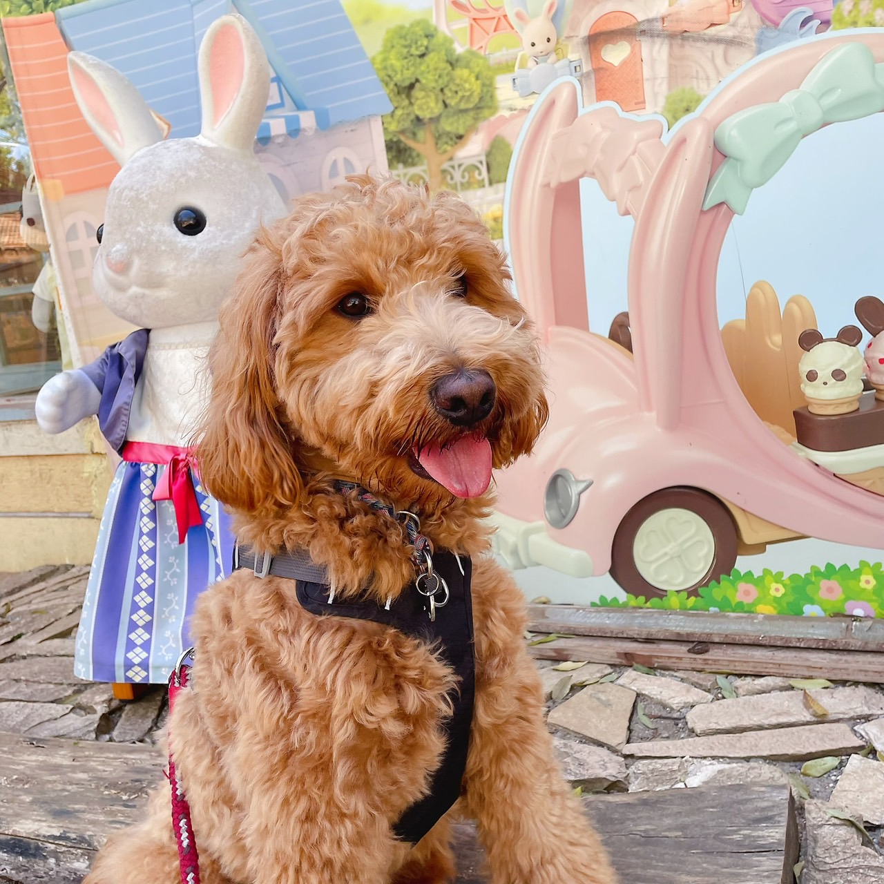 看板犬　トッポ