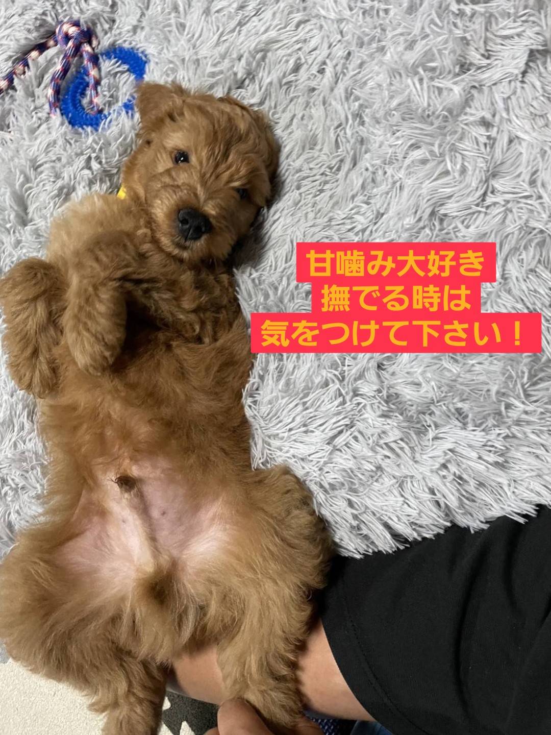 看板犬トッポ