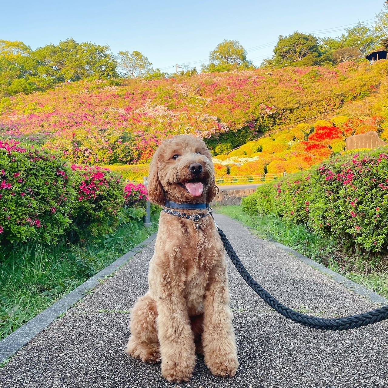 看板犬　トッポ