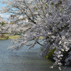 りんどう湖ファミリー牧場の桜