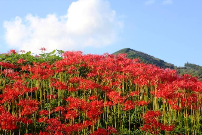 簑沢彼岸花