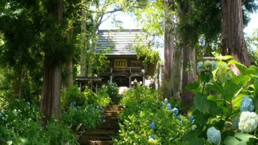 お隣飯山市の【高源院】 別名【あじさい寺】。7月中には1万本の紫陽花が咲き誇ります。　