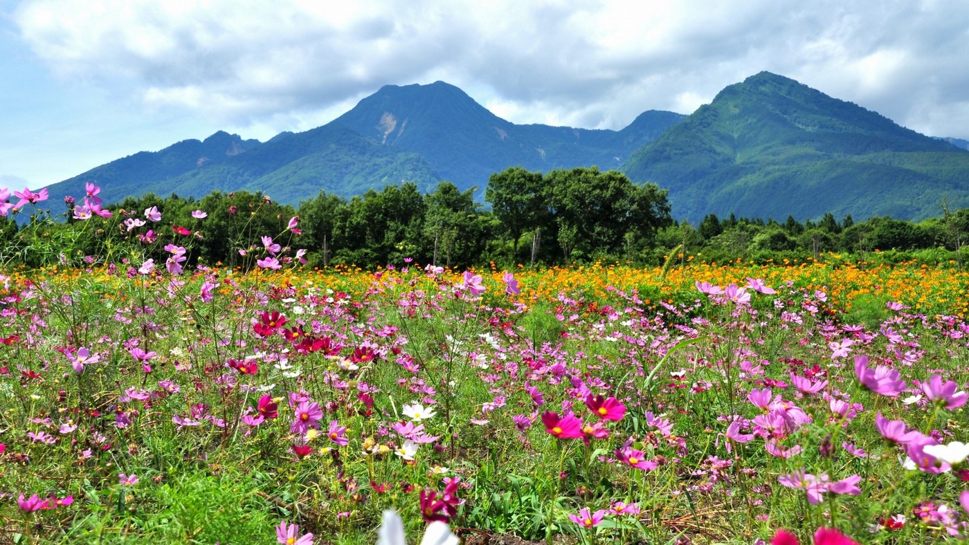 妙高高原に咲き誇る季節の花々を見ながら散策してみてはいかがでしょうか。
