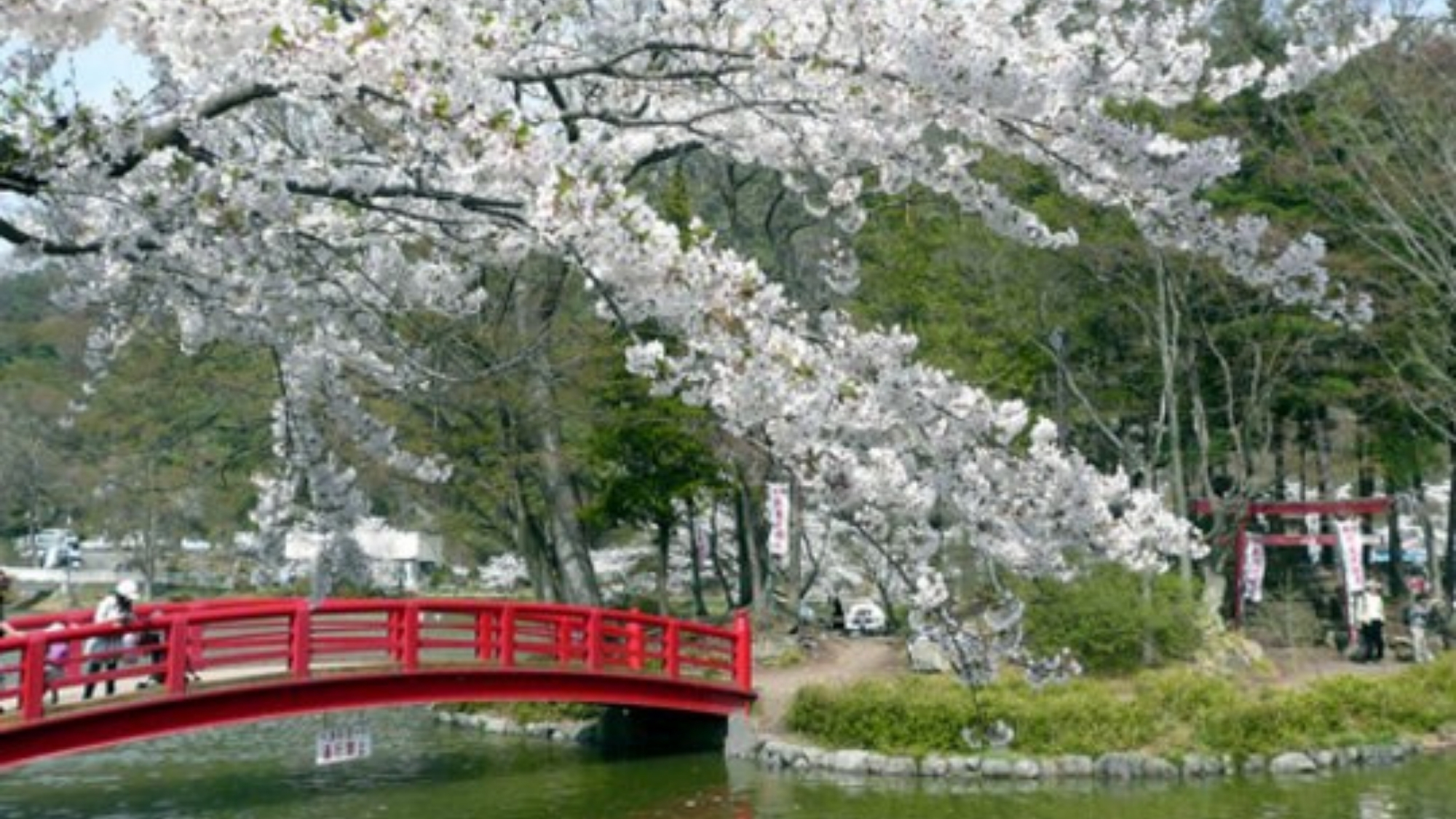 『さくら名所100選』に選ばれている須坂市の【臥龍公園】　お車で約60分