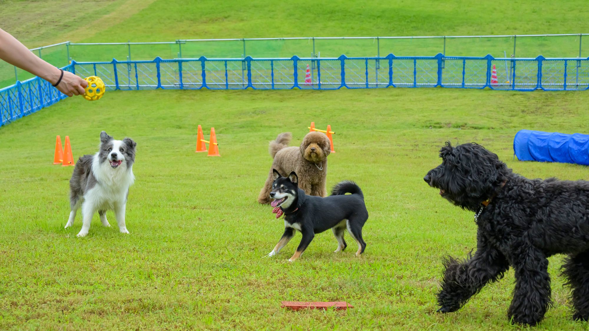 【ドッグパーク】愛犬との最高のひとときを！広々としたフィールドで、自由に走り回れます！