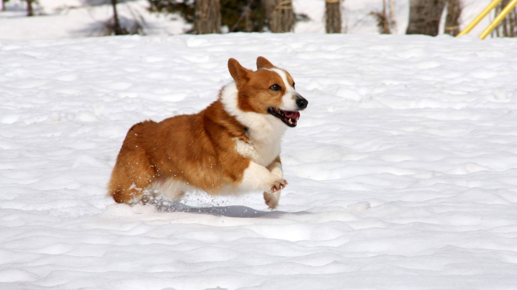 雪上ドッグラン *積雪状況によりクローズさせていただく場合もございます。