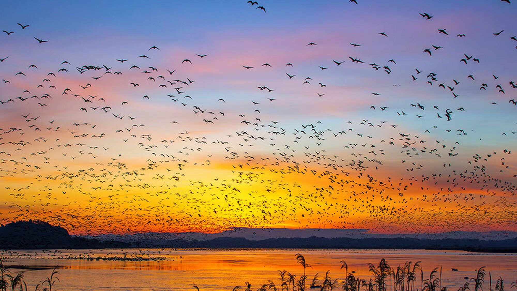 【伊豆沼の絶景】木金土限定★早朝の野鳥飛翔を体感！送迎＆観察付バードウォッチング【夕朝食付プラン】