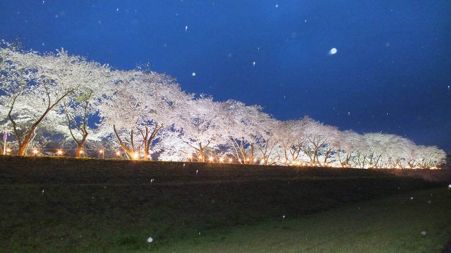 【若柳桜まつり】若柳大橋近くの迫川の両岸は数百本の桜が咲く並木道。※当ホテルより車で5分です。