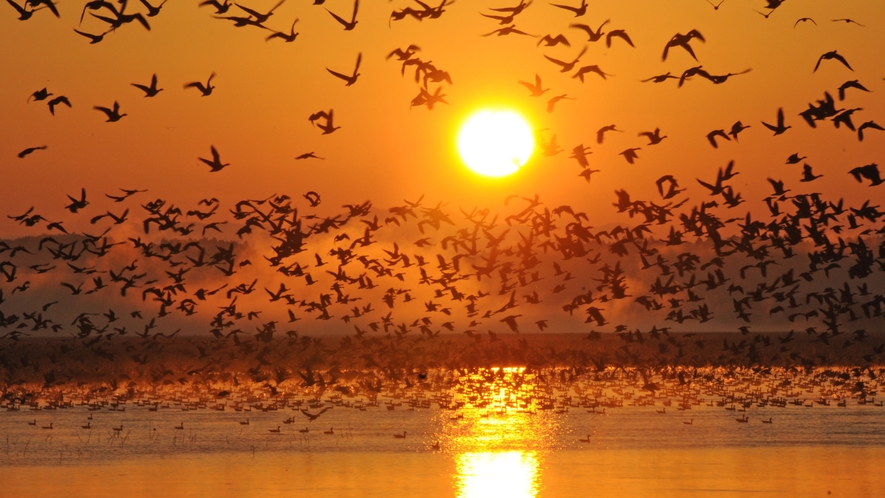 【伊豆沼】毎年数万羽のマガンが越冬のために伊豆沼にやって来ます。