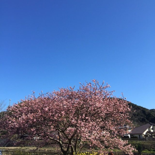 みなみ桜