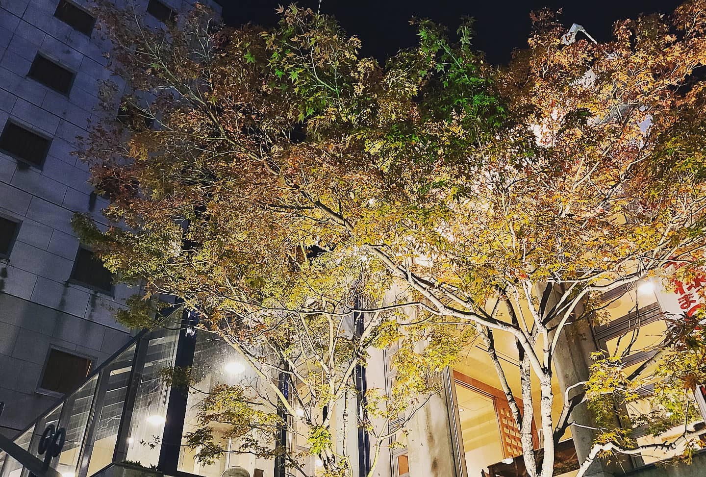 紅葉2