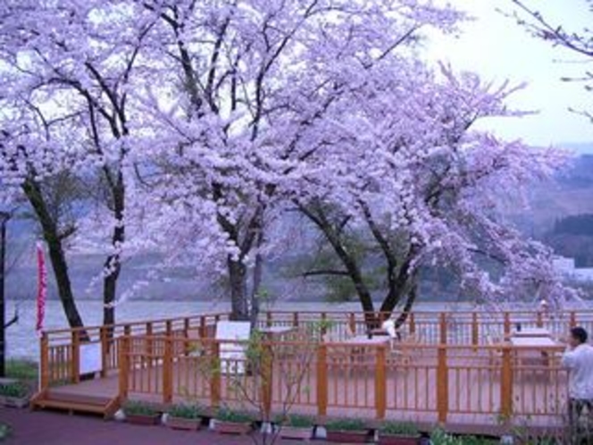 桜の河床