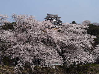 彦根城桜満開