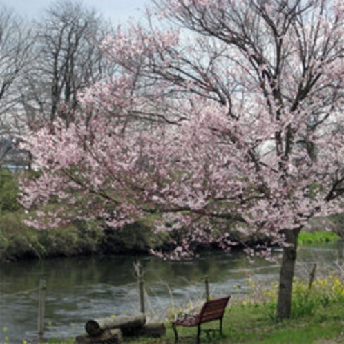 *春には満開に咲き誇る100本の桜が見られます！