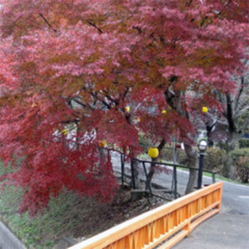 *当館入口の紅葉の様子