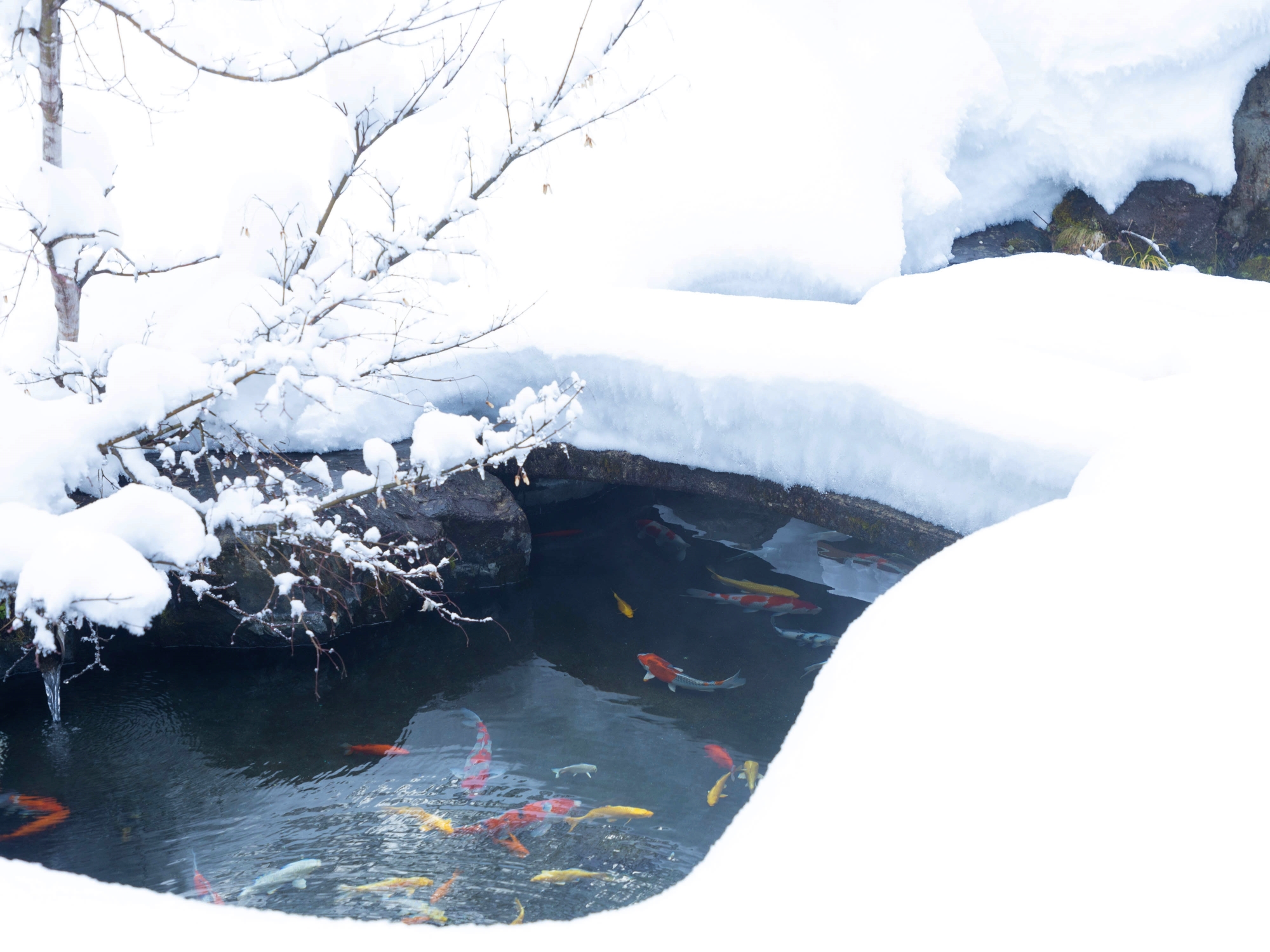 【外観】白銀の下、魚たちは静かな時を過ごしています。