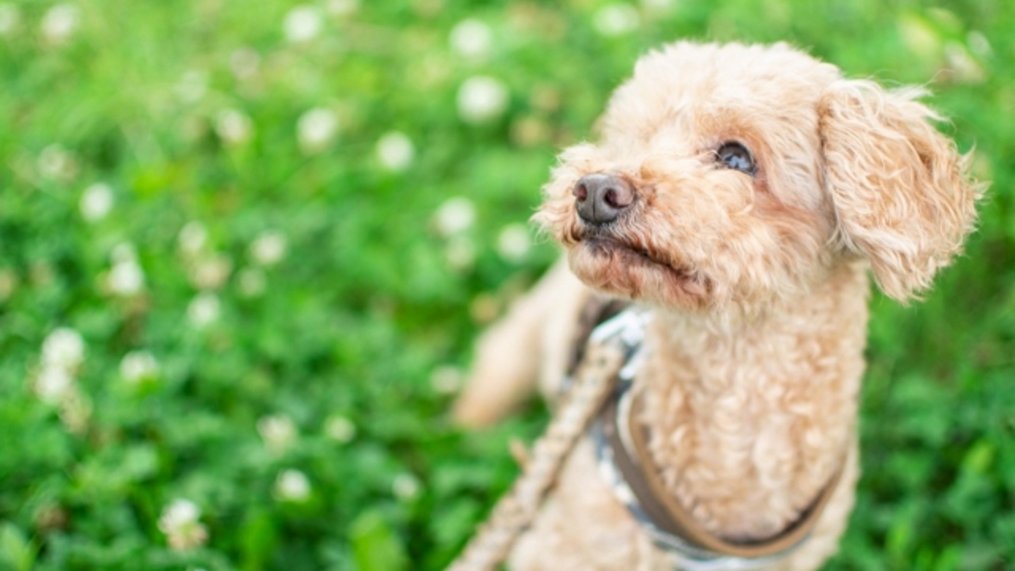 ＜愛犬同伴OK＞【別棟】コテージ（74平米）※2〜6名