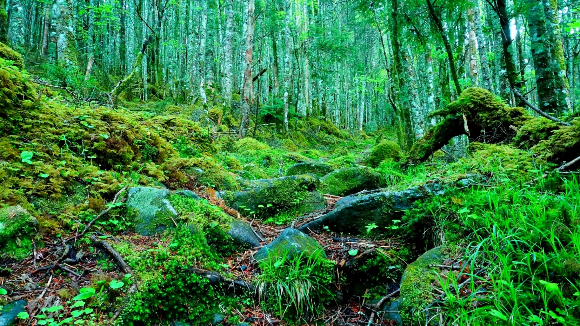 【白駒池/苔の森】485種類もの苔（コケ）が広がっており まるで「もののけの森」のような神秘的な空間
