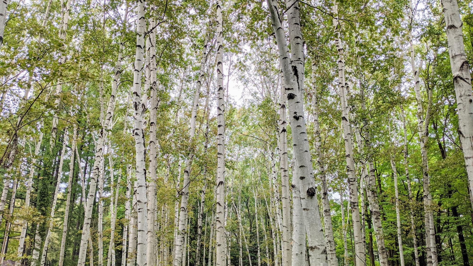 【白樺美林】見頃は7～8月。高原の貴公子と呼ばれる白い樹皮が特徴で美しい林をつくっています。