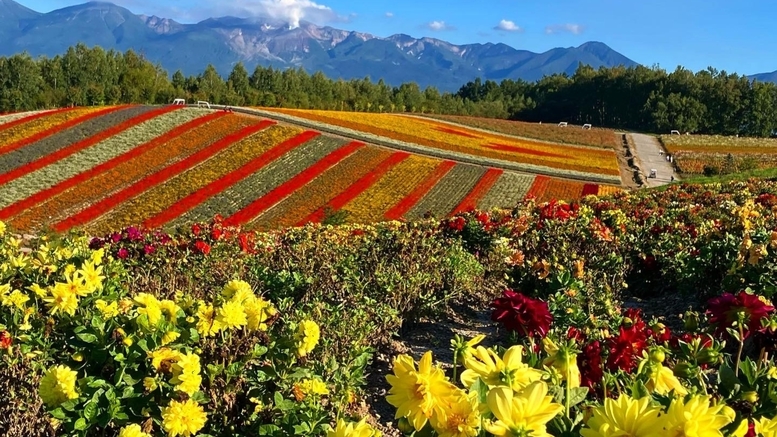 【オクトーバーフェスト1泊朝食〇カフェドリンク引換券付】9月はお花畑！10月は紅葉！ハロウィンも