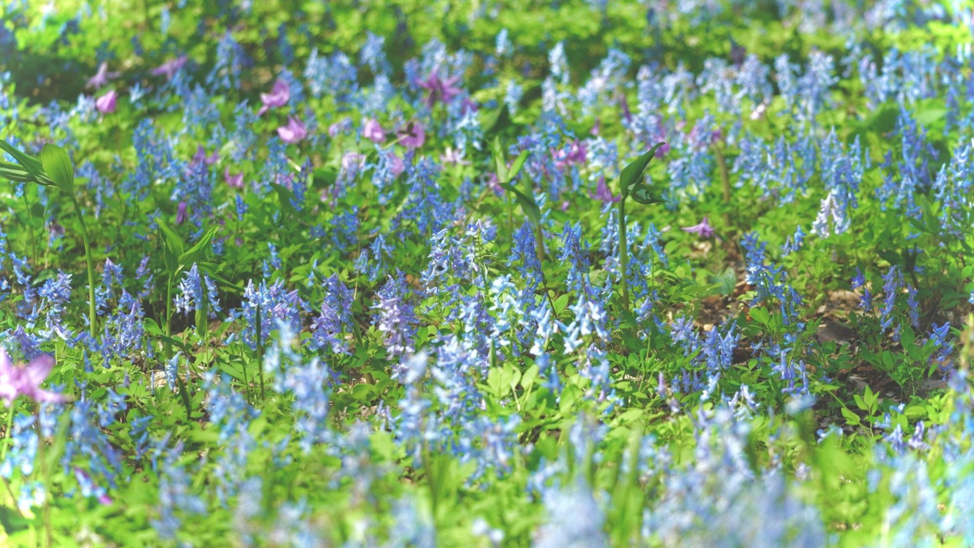 ホテル周辺をお散歩がてら歩いていくと、かわいらしい水色の花に出会えます。