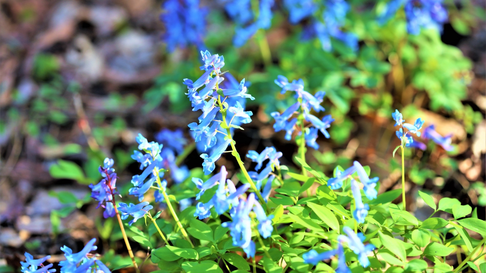 水色の絨毯のようなエゾエンゴサクが、春の訪れを告げます。