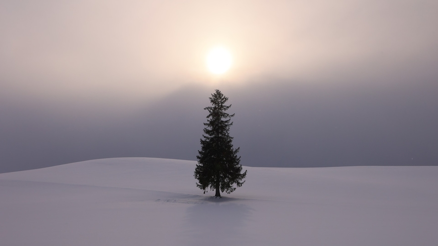 冬も夏も美しい！美瑛の人気スポット「クリスマスツリーの木」