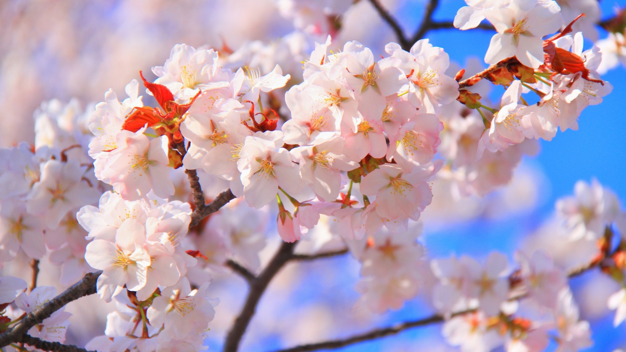 5月上旬から中旬にかけて。北海道では、本州よりも少し遅く桜の開花が始まります。
