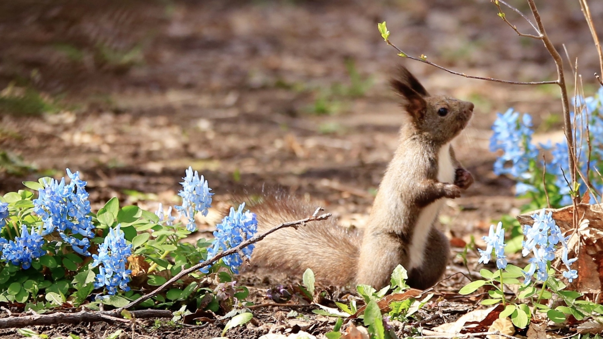 エゾエンゴサクの咲く林の中では、食事をするエゾリスの姿を見つけることも！