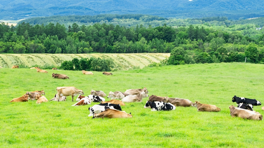 北海道美瑛町の牧場　間近で見れる乳牛の放牧風景