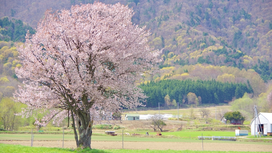 「富良野　上御料の一本桜」雪が残る富良野西岳を背景に、素朴ながら確かな存在感を示す一本桜