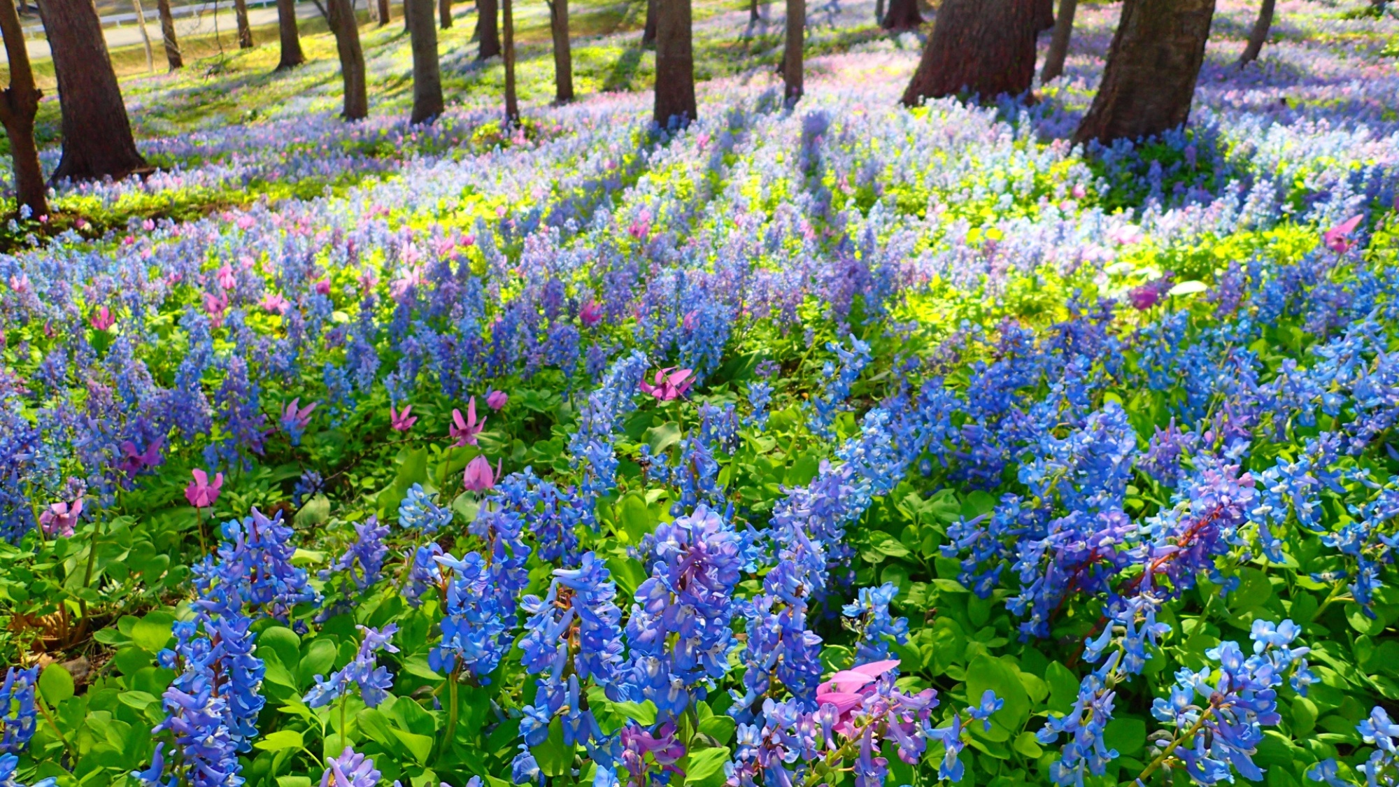4月中旬～花開くエゾエンゴサク。水色の春の季節を迎えます。
