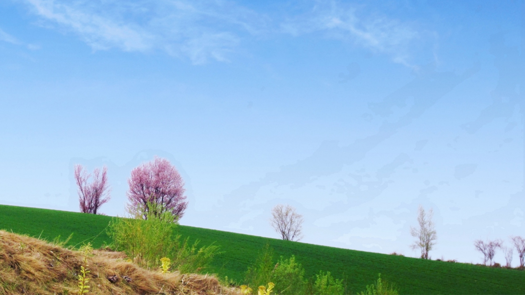 本州でのお花見の後、２度目のお花見を北海道で、というのもお勧めです。