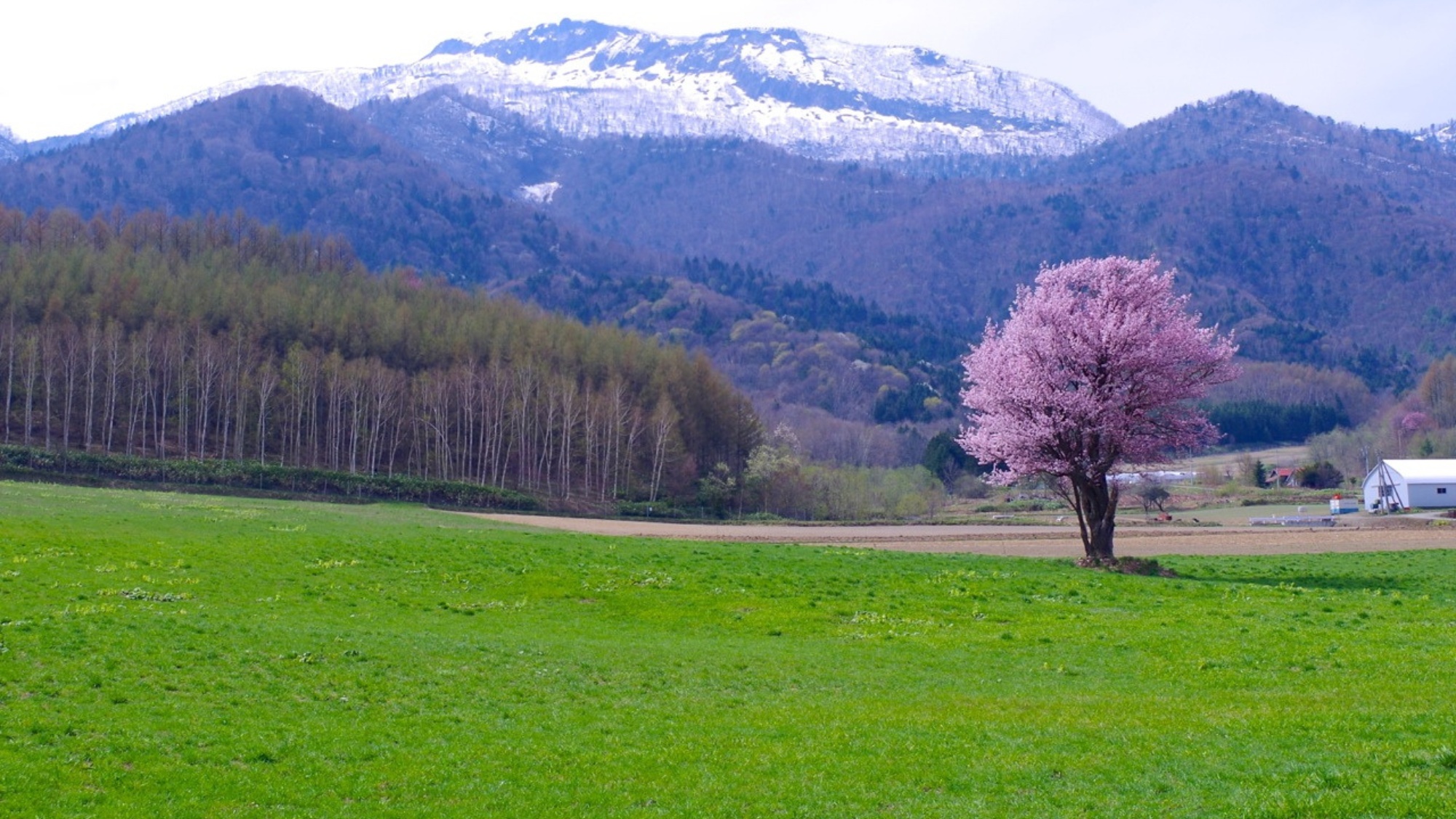 富良野市内の上御料に咲く一本桜。北海道の広大な大地が春を迎える光景。