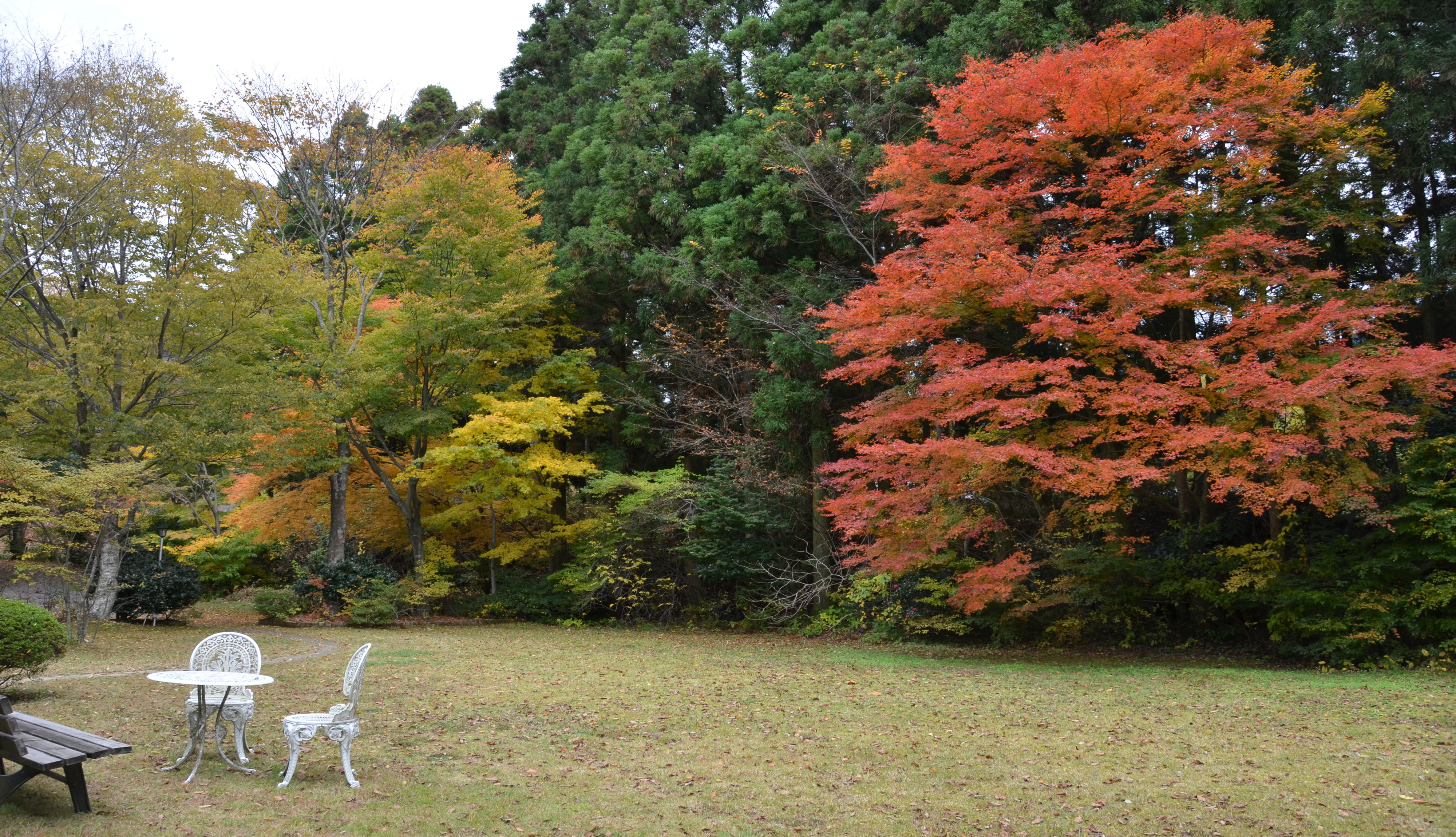 庭の紅葉１