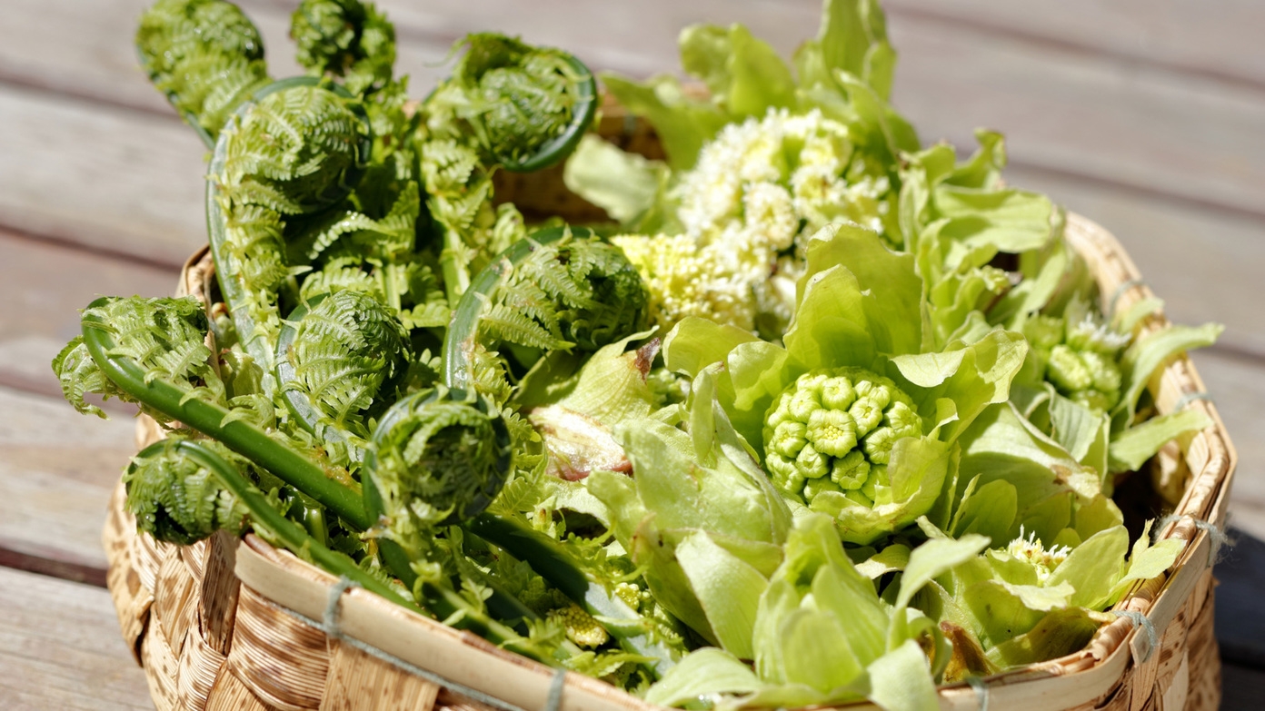 【山菜プラン】春限定♪一富士の店主イチオシ☆絶品山菜尽くしプラン☆山の恵みをご堪能【1泊2食】