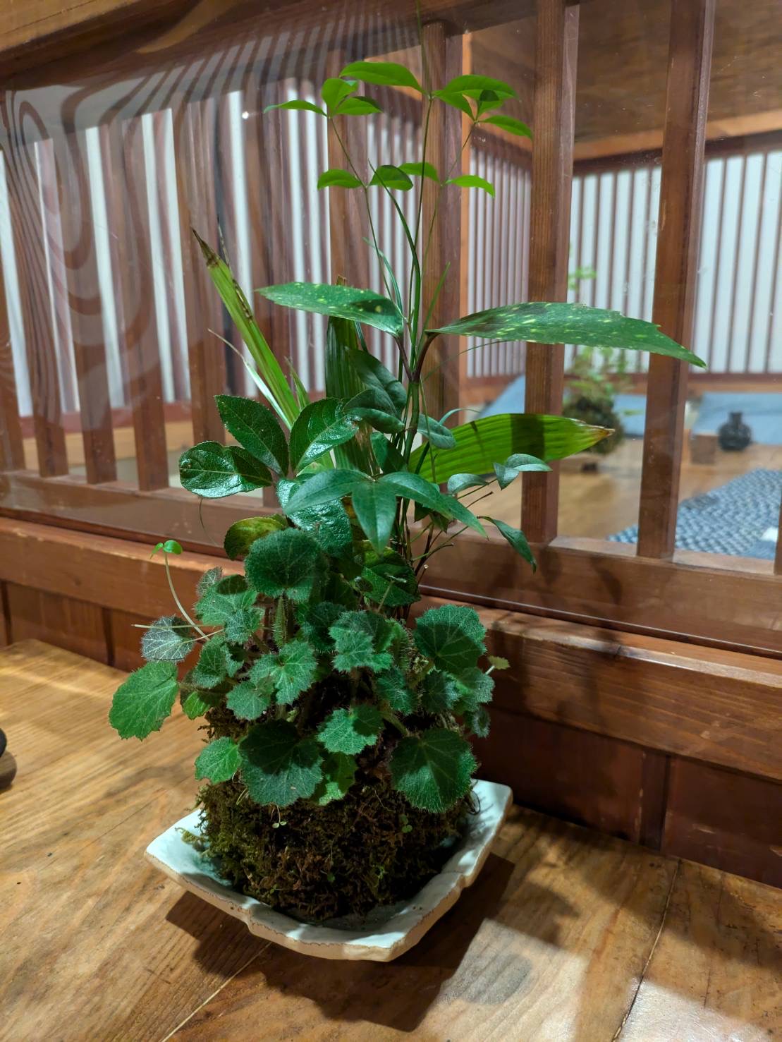 女将お手製の苔玉です（その１）