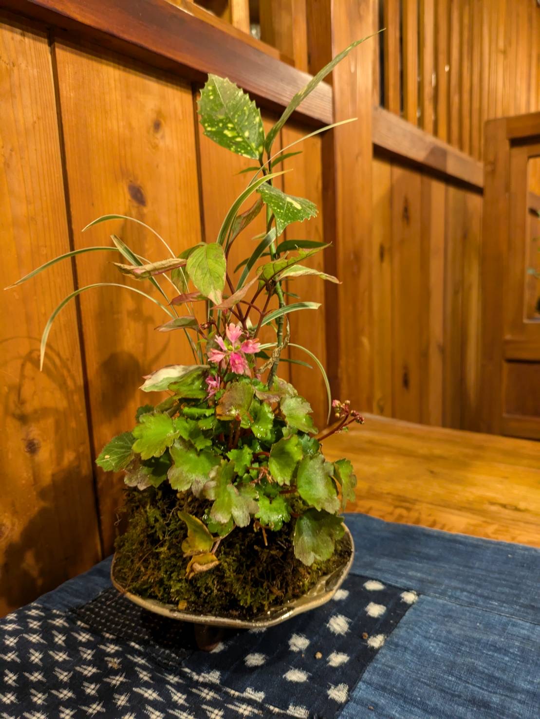 女将お手製の苔玉です（その３）